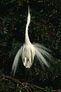 Image of Great Egret