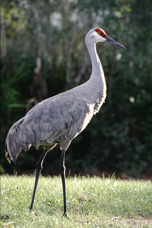 Image of sandhill crane