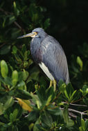 Image of Tricolored Heron