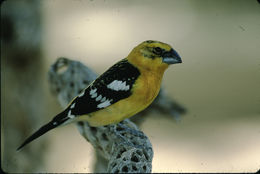 Image of Mexican Yellow Grosbeak