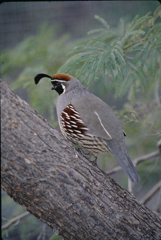 Image of Gambel's Quail