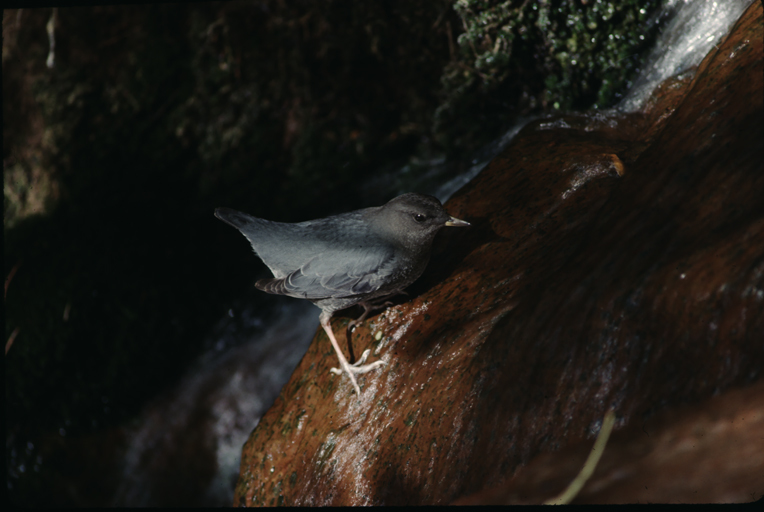 Image of American Dipper