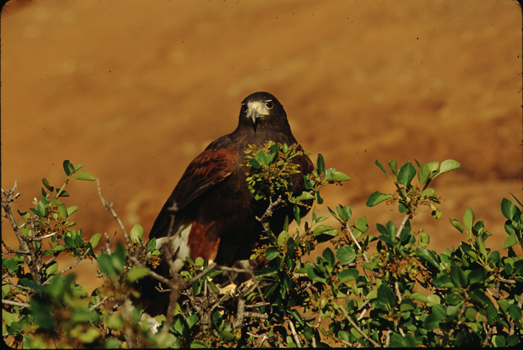 Image of Harris's Hawk
