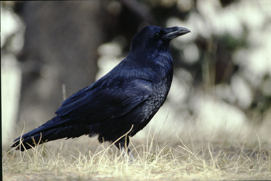 Plancia ëd Corvus corax Linnaeus 1758