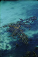 Image of Giant kelp