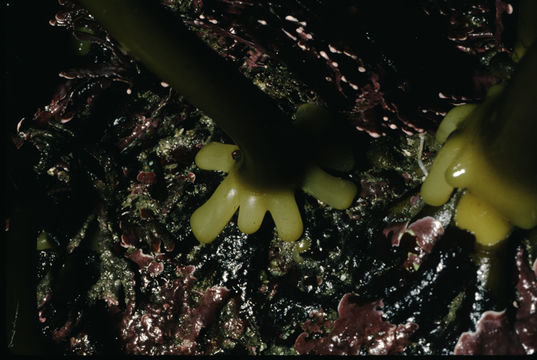 Image of Laminaria