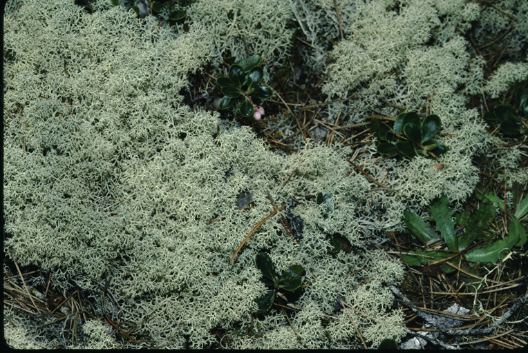 Image of star reindeer lichen