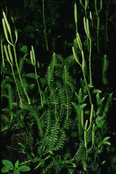 Image of Stag's-horn Clubmoss