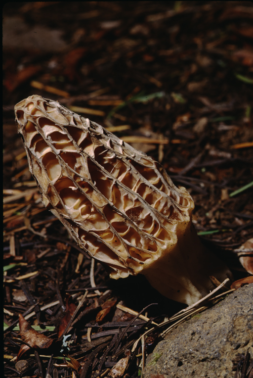 Image of Black Morel