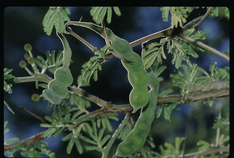 Image of acacia