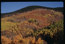 Image of quaking aspen