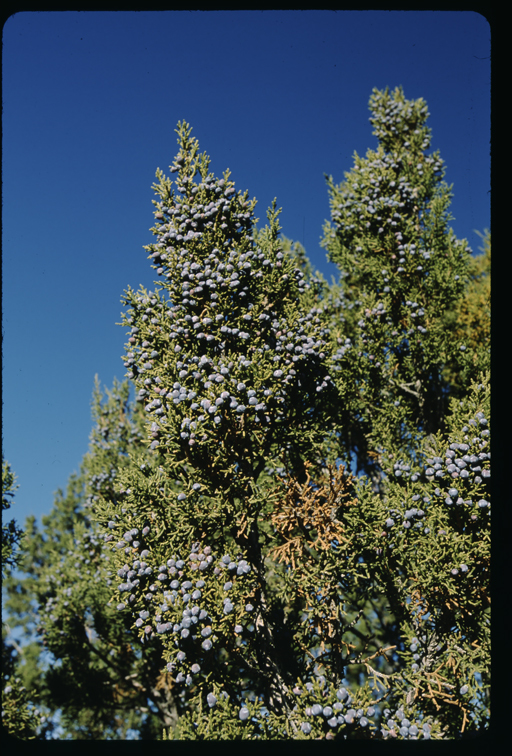 Juniperus monosperma (Engelm.) Sarg. resmi