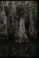 Image of Bald Cypress