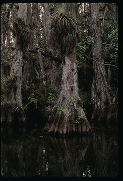 Image of Bald Cypress