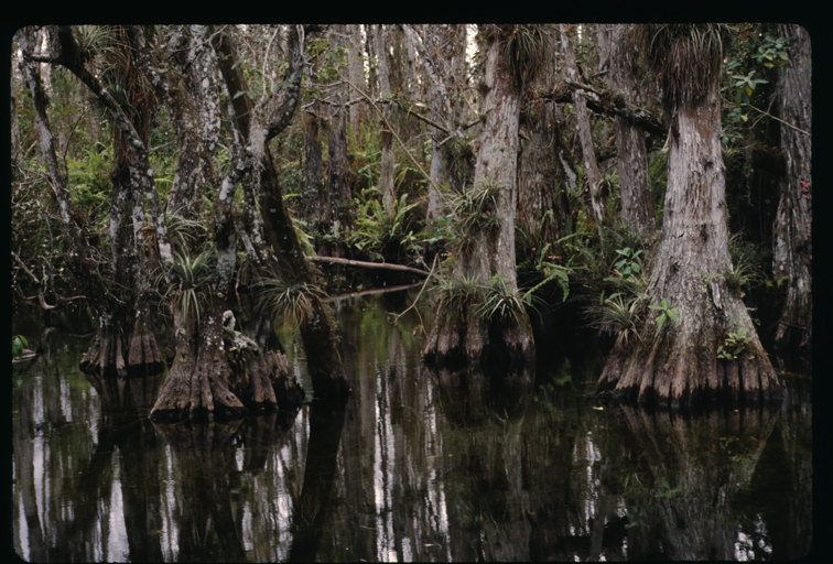 Image of Bald Cypress