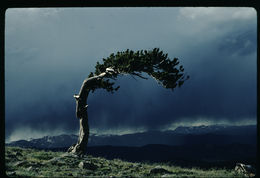 Image of Colorado Bristlecone Pine