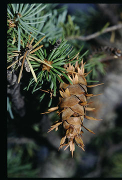 Image of Mexican Douglas-fir