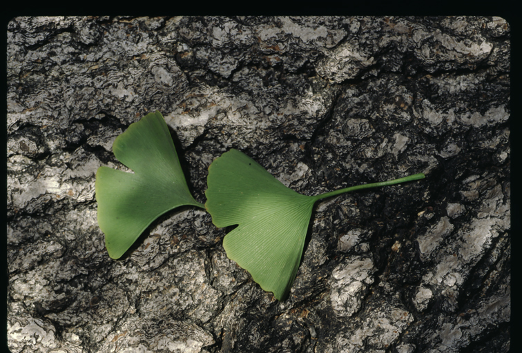 Image of Ginkgo