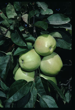 Image of paradise apple