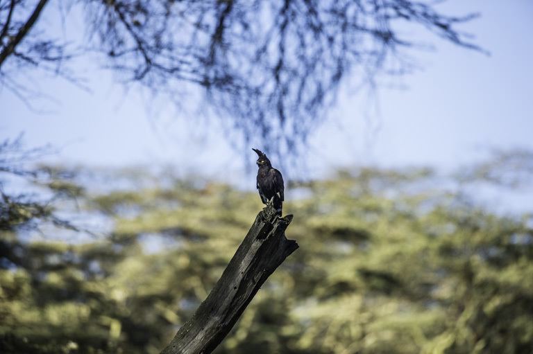 Image of Long-crested Eagle