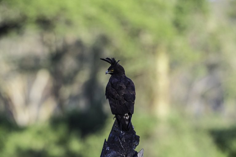 Image of Long-crested Eagle