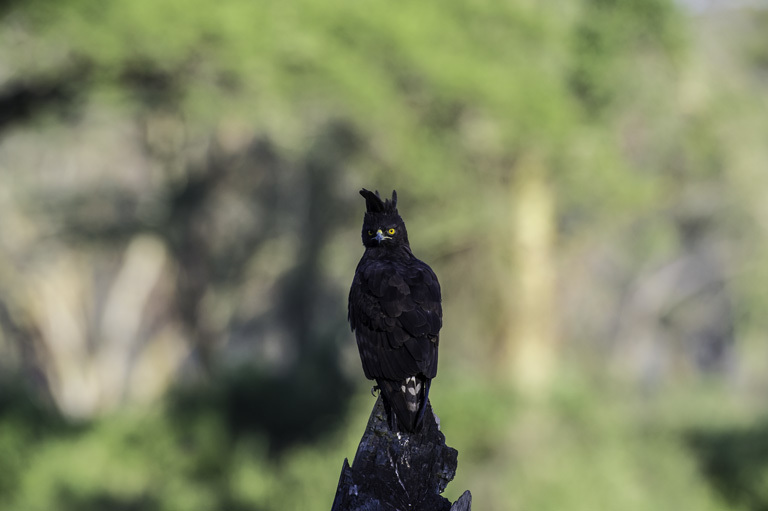 Image of Long-crested Eagle