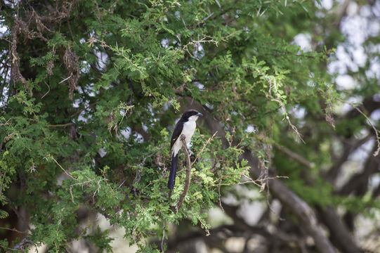 Image of Long-tailed Fiscal