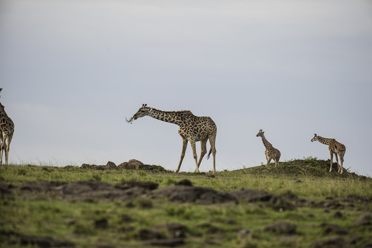 Plancia ëd <i>Giraffa camelopardalis tippelskirchi</i>