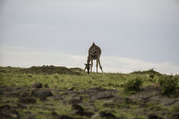 Image of Masai Giraffe