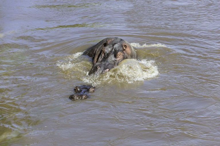 Image of Common Hippopotamus