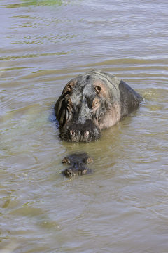 Image of Common Hippopotamus