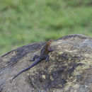 Image of Mwanza Flat-headed Rock Agama