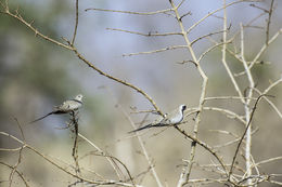 Image of Namaqua Dove