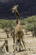 Plancia ëd <i>Giraffa camelopardalis reticulata</i>