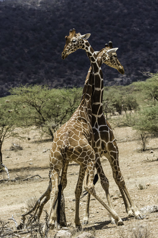 Plancia ëd <i>Giraffa camelopardalis reticulata</i>