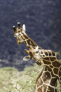 Image of Reticulated Giraffe