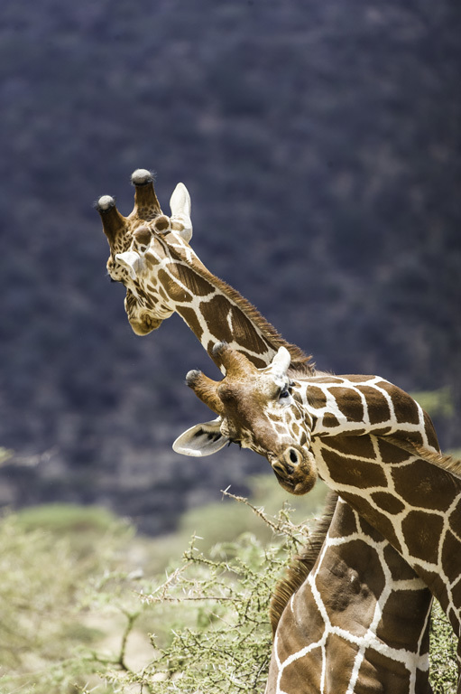 Plancia ëd <i>Giraffa camelopardalis reticulata</i>