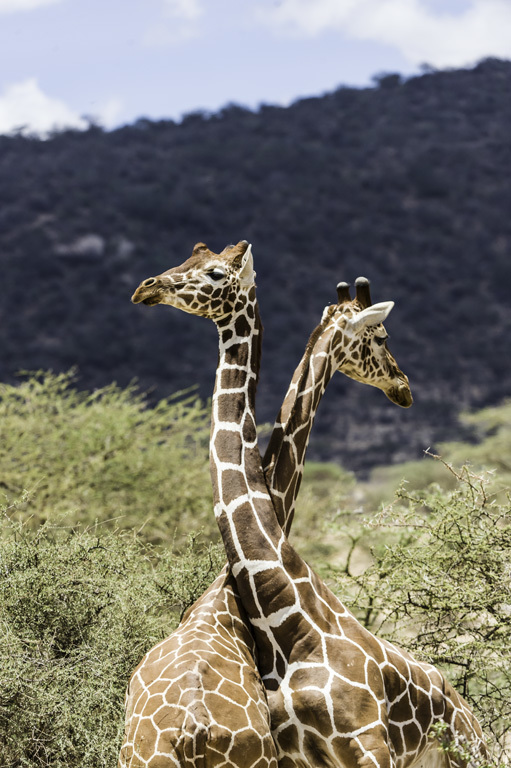 Image of Reticulated Giraffe