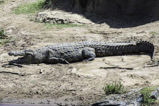 Imagem de Crocodylus niloticus Laurenti 1768