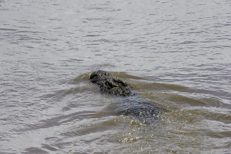 Image of Nile crocodile