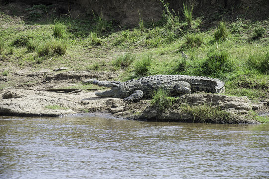 Imagem de Crocodylus niloticus Laurenti 1768