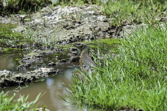 Image of Ornate monitor