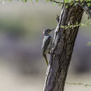 Image of Nubian Woodpecker