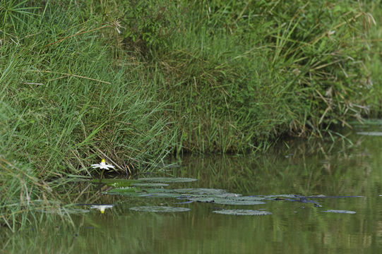 Image of Egyptian white water-lily