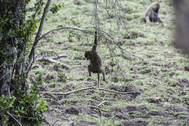 Image of Anubis Baboon