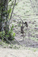 Image of Anubis Baboon