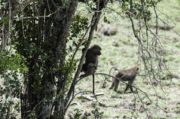 Image of Anubis Baboon