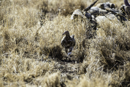 Image of Palm-nut Vulture