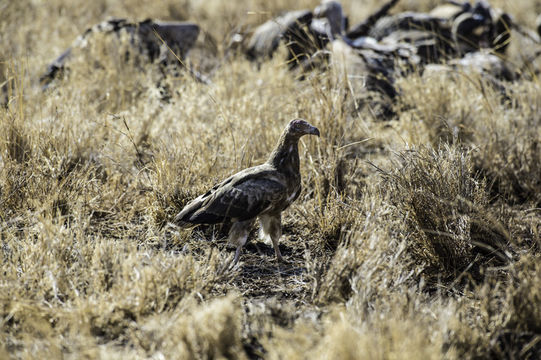 Image of Palm-nut Vulture