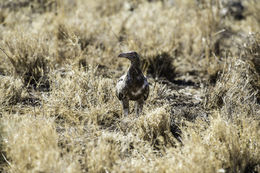 Image of Palm-nut Vulture